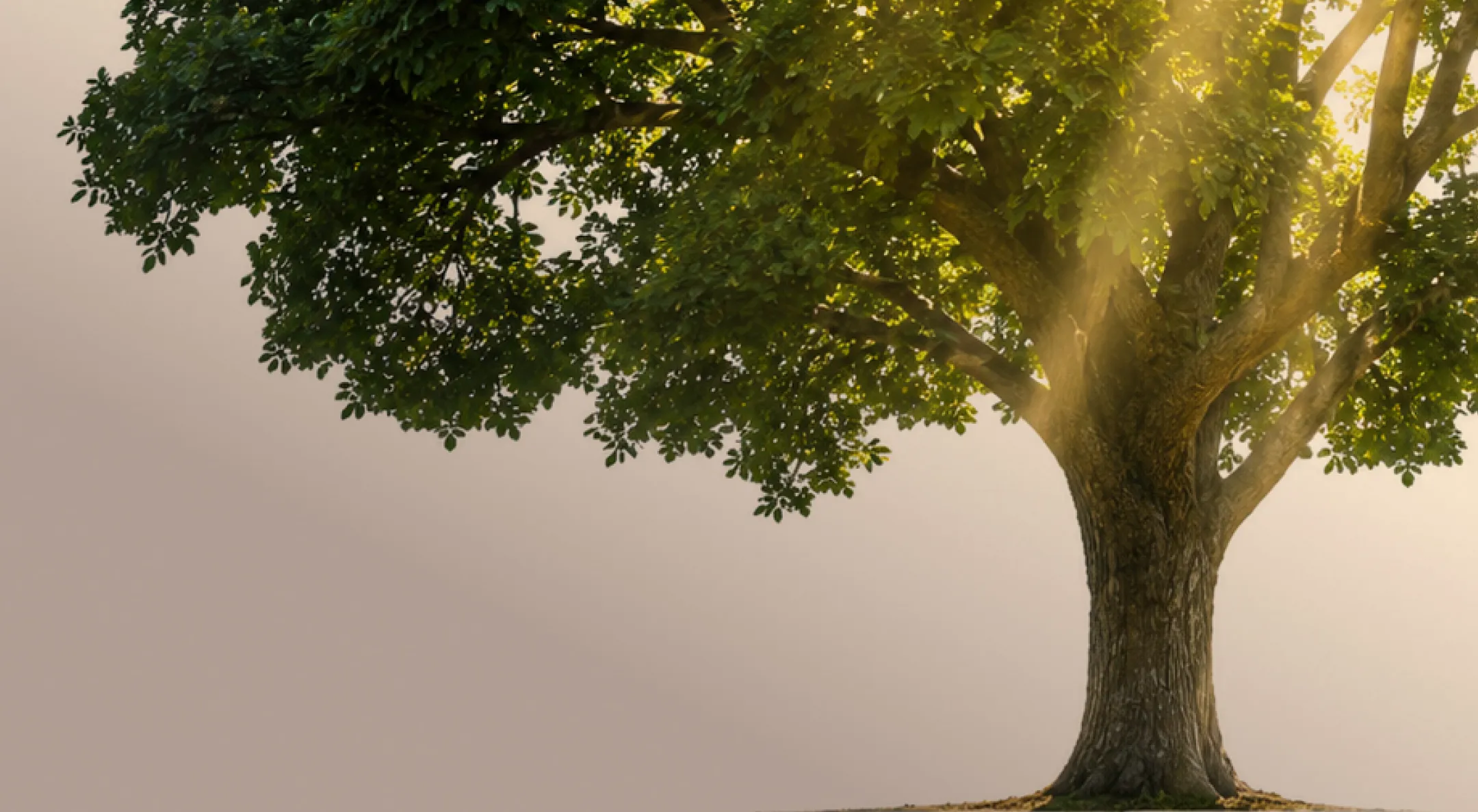 Sunlight filtering through the canopy of a mature oak tree