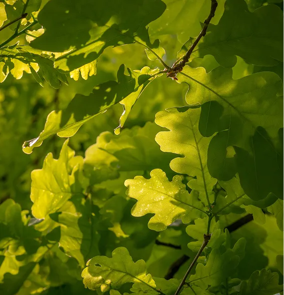 Close-up of sunlit oak leaves with morning dew